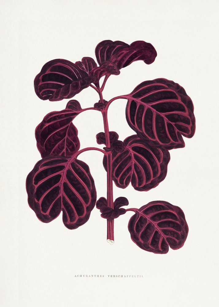 Illustration av ett blad från Achyranthes verschaffeltii (rosa) av Les Plantes a Feuillage Colore
