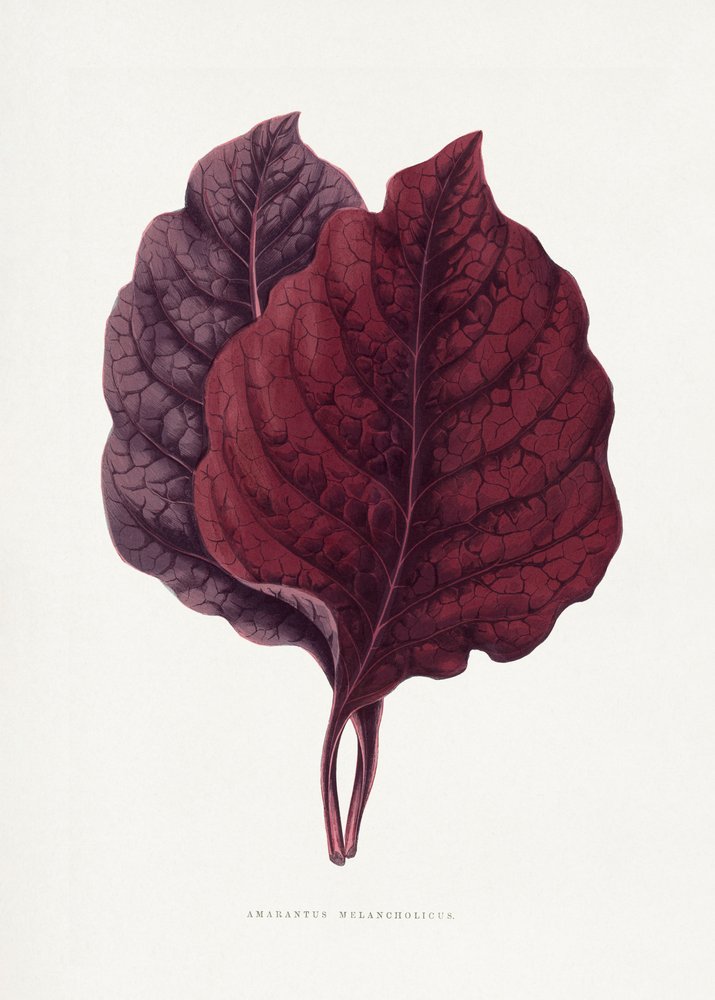 Illustration av ett rosa amarantblad av Les Plantes a Feuillage Colore