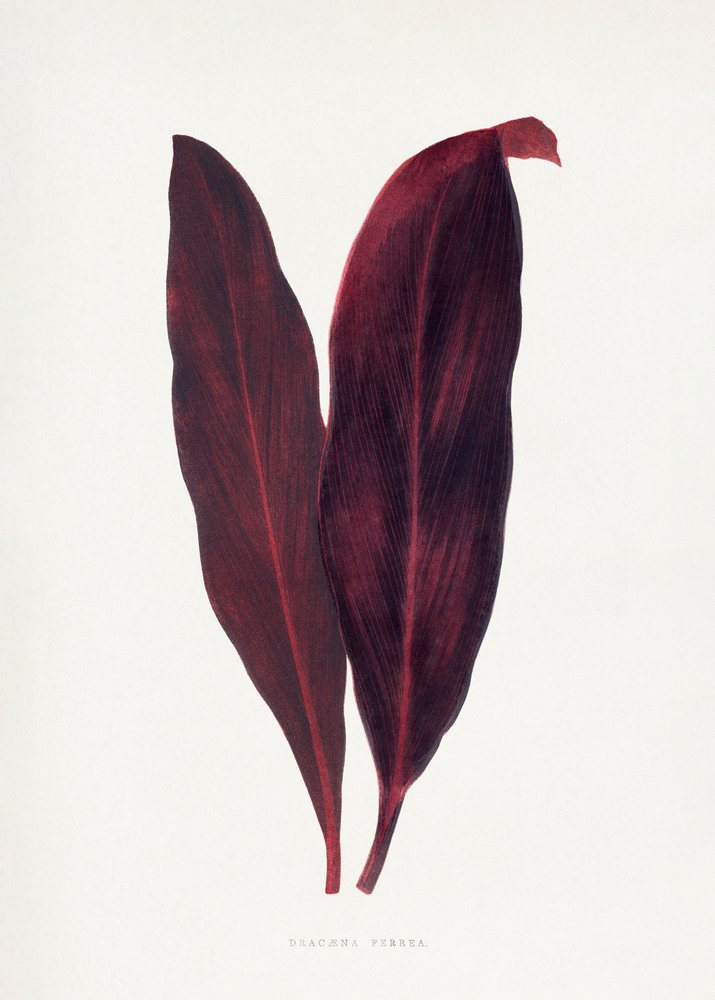 Illustration av ett rosa Dracaena ferrea-blad av Les Plantes a Feuillage Colore