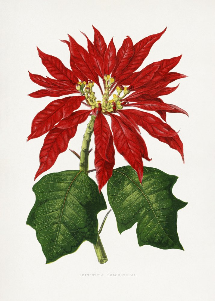 Illustration av ett Poinsettia pulcherrima-blad av Les Plantes a Feuillage Colore