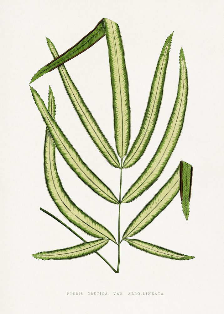 Illustration av ett blad från Pteris cretica av Les Plantes a Feuillage Colore