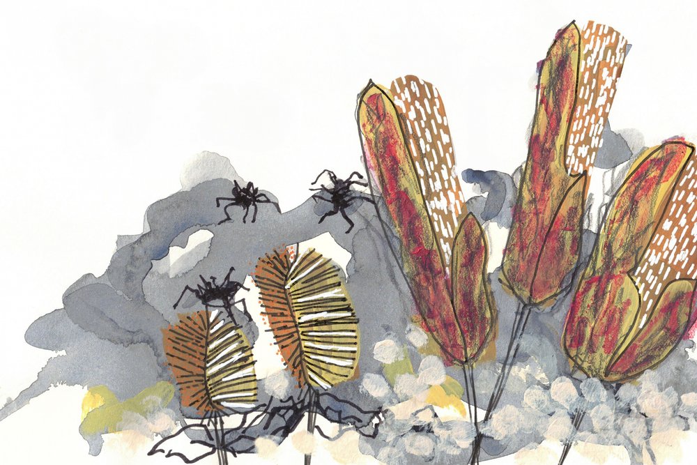 Botaniska Banksia-spindlar av Lori Ann Folz