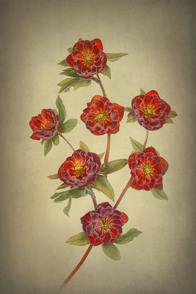 Helleborus med dubbla Queen-blommor av Lydia Jacobs