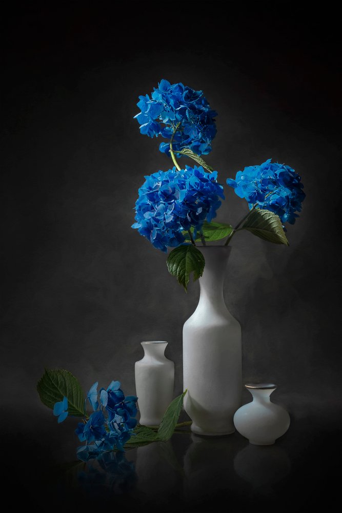 Eleganta blå hortensior av Lydia Jacobs