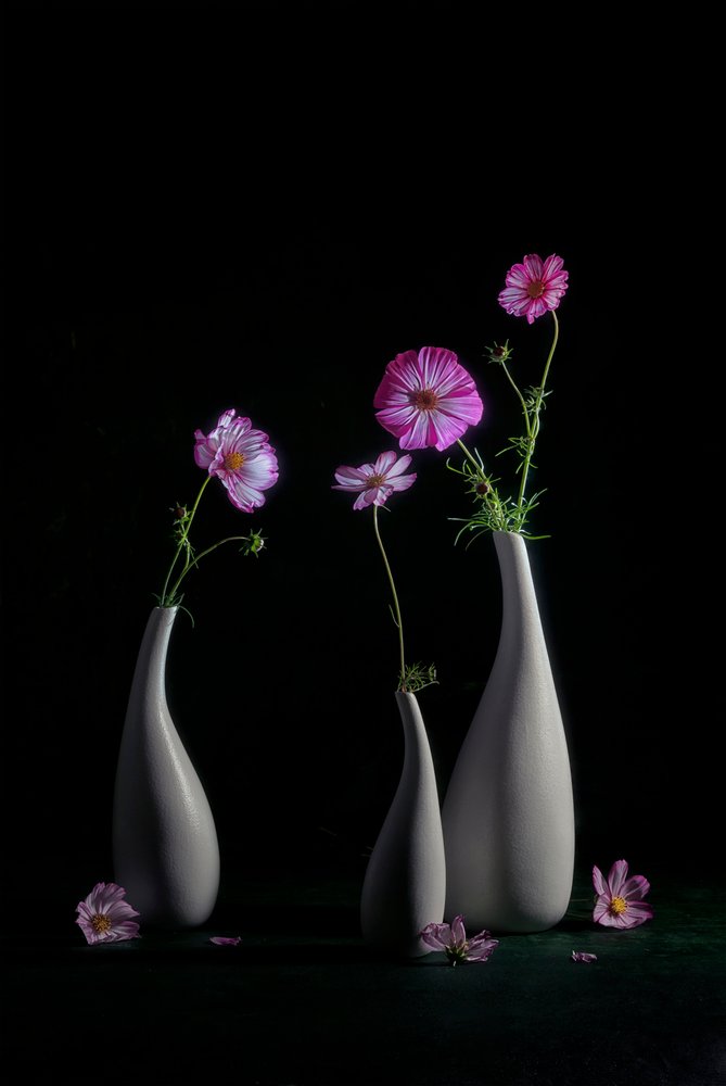 Elegant stilleben med kosmosblommor av Lydia Jacobs