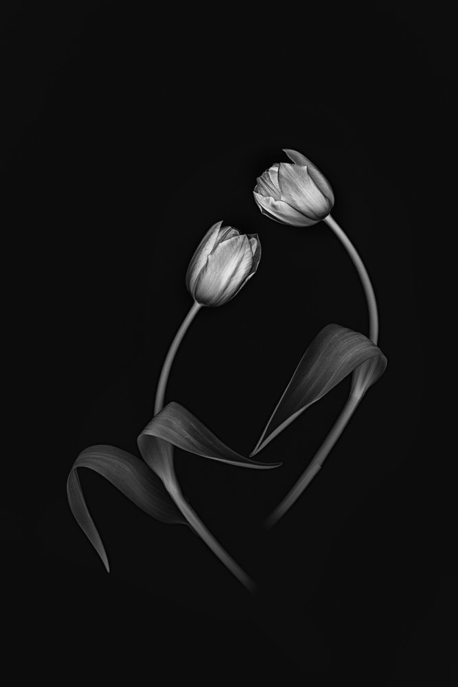 Elegant Tulip Duo av Lydia Jacobs