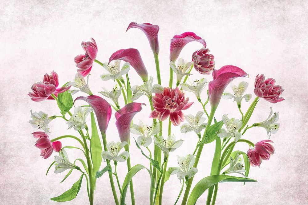 Färska rosa och vita blommor av Lydia Jacobs