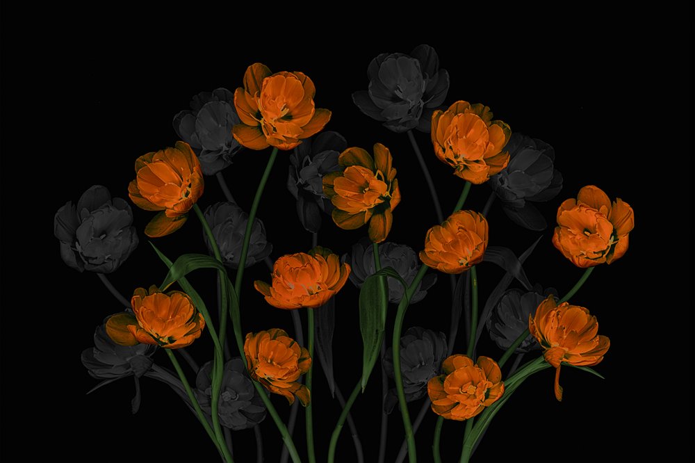 Lysande orange tulpaner av Lydia Jacobs