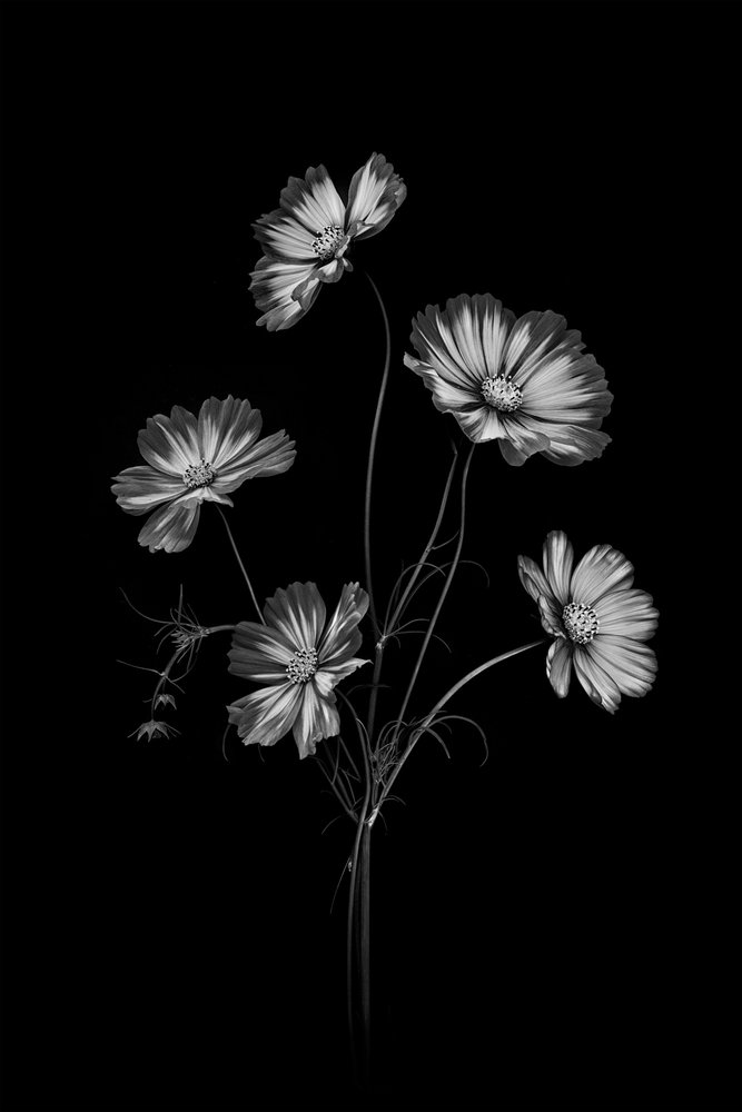 Monokroma kosmosblommor av Lydia Jacobs