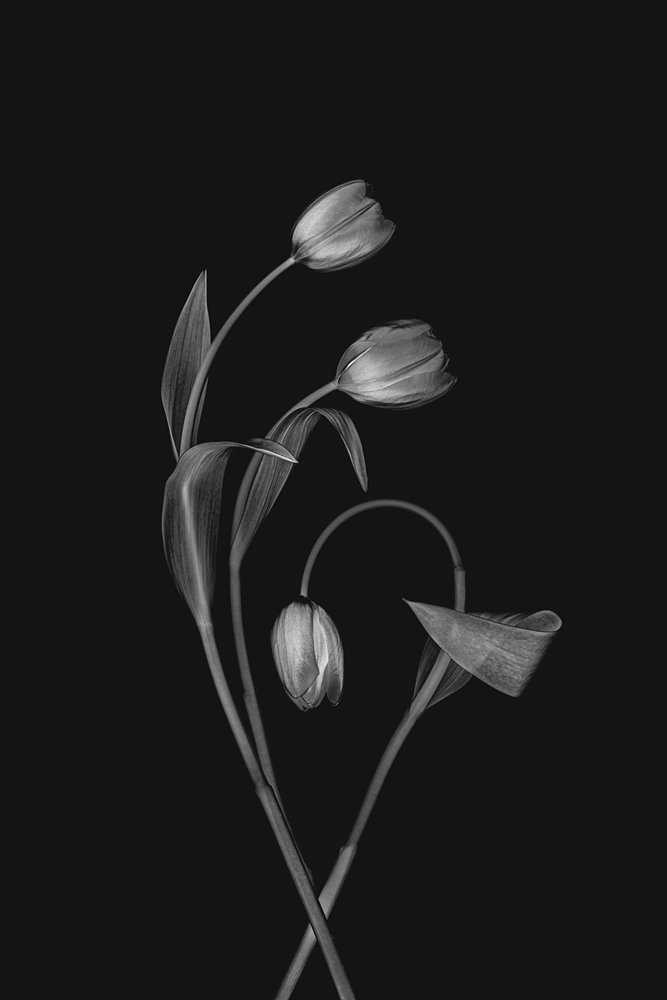 Monochrome Tulip Grace av Lydia Jacobs