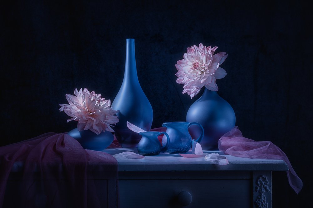 Moody Blue-dahlior av Lydia Jacobs