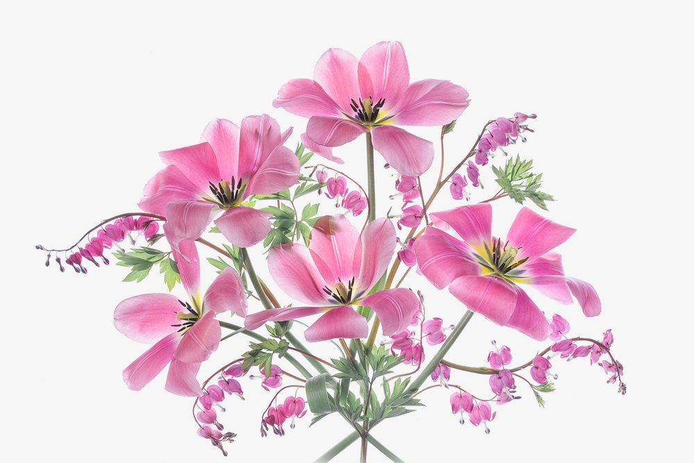 Rosa vårblommor av Lydia Jacobs
