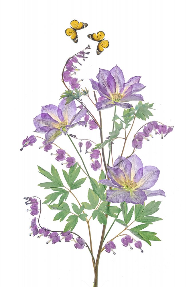 Lila blommor och fjärilar av Lydia Jacobs