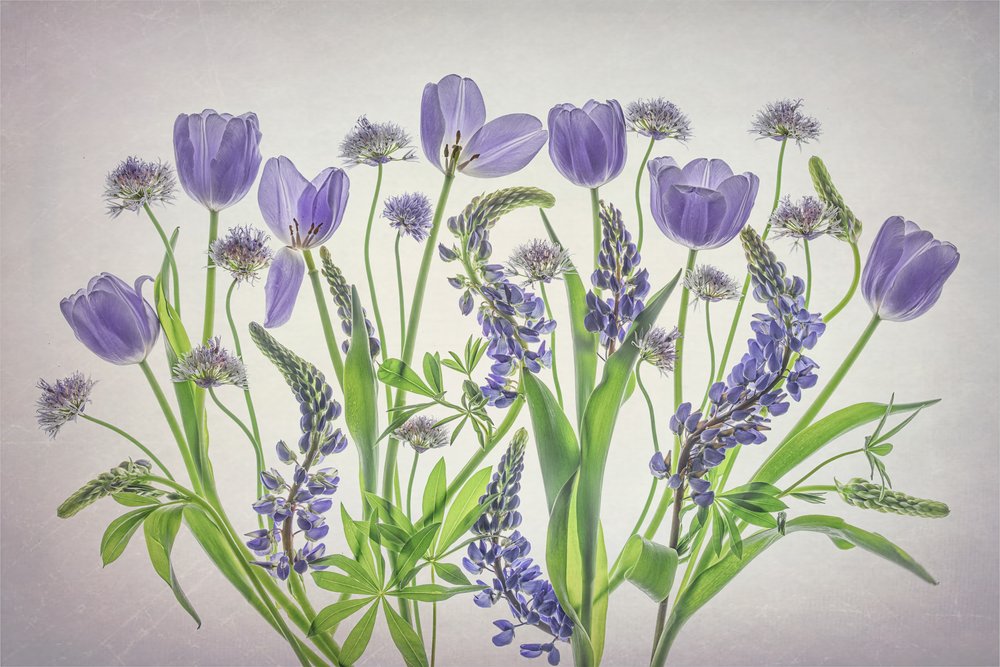 Mjuka lila blommor av Lydia Jacobs