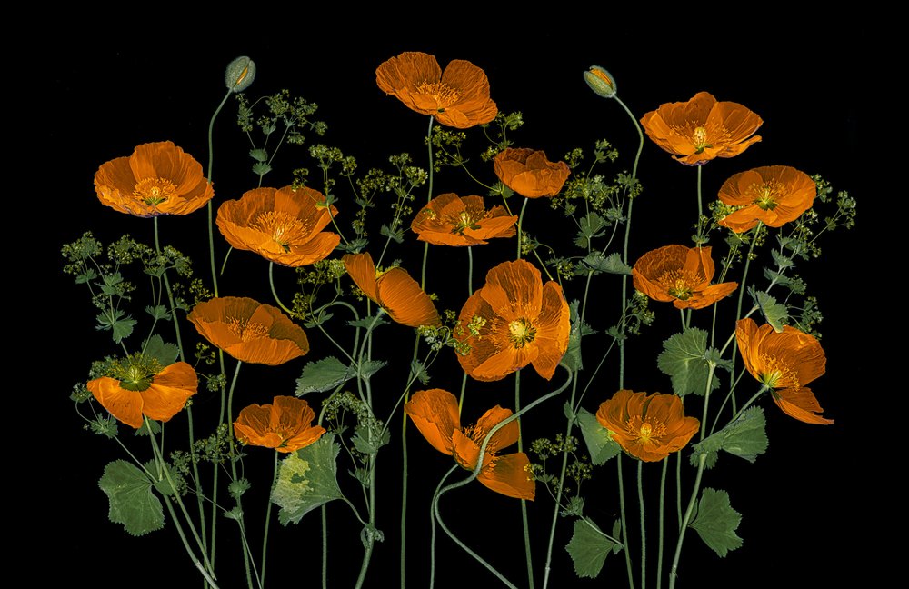 Livfulla orange vallmo av Lydia Jacobs