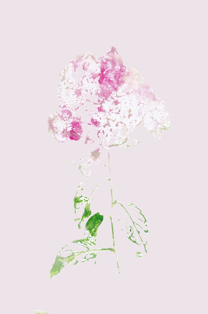 Sammanfattning: Rosa blomning av Maira Ribena