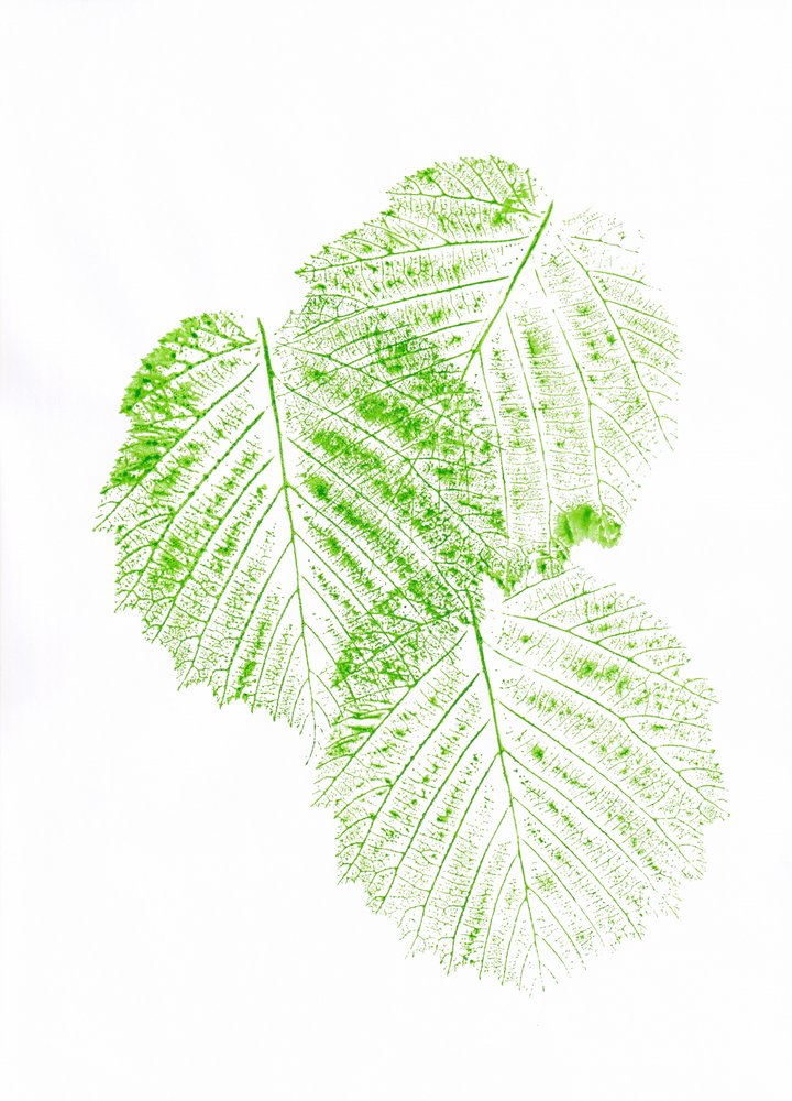 Tryck med färska gröna blad av Maira Ribena