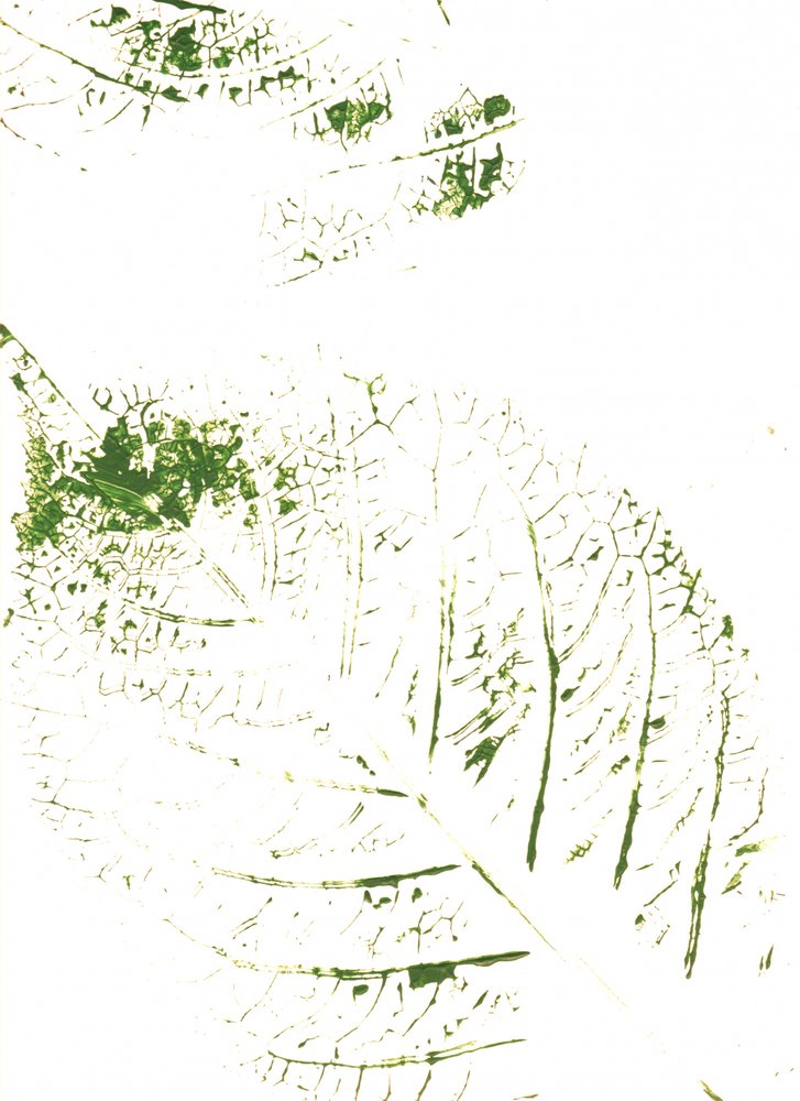 Mönster med gröna blad av Maira Ribena
