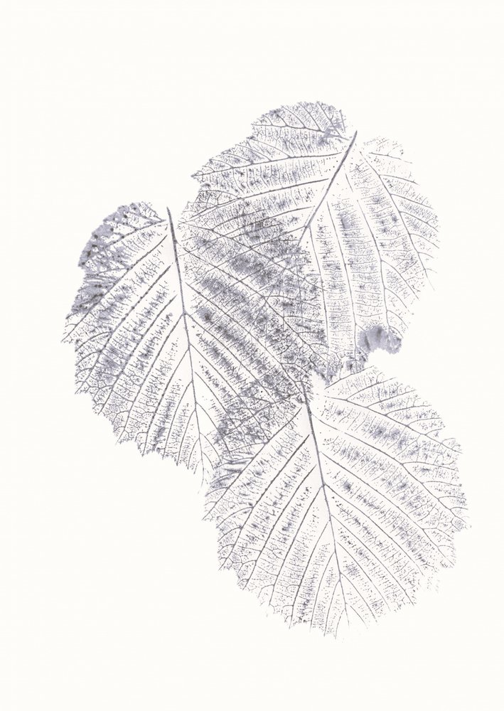 Minimalistiska bladtexturer av Maira Ribena