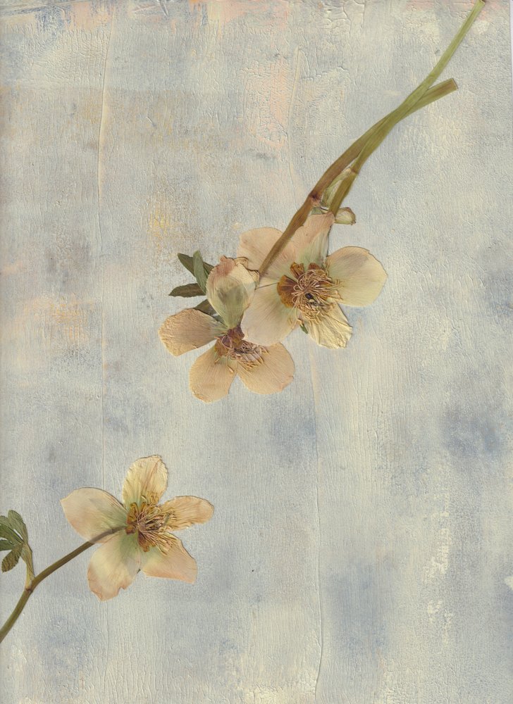 Pale Blue Botanicals av Maira Ribena