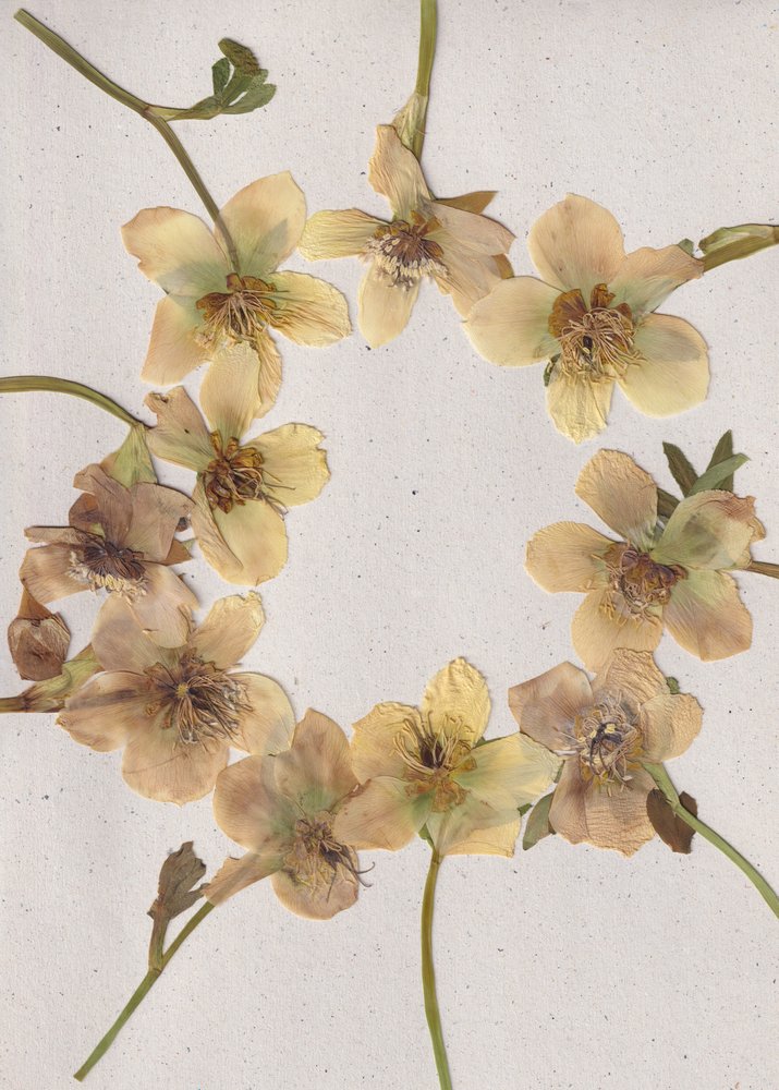 Krans av pressade blommor av Maira Ribena
