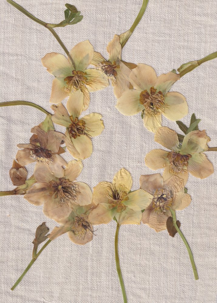 Krans av pressade blommor av Maira Ribena