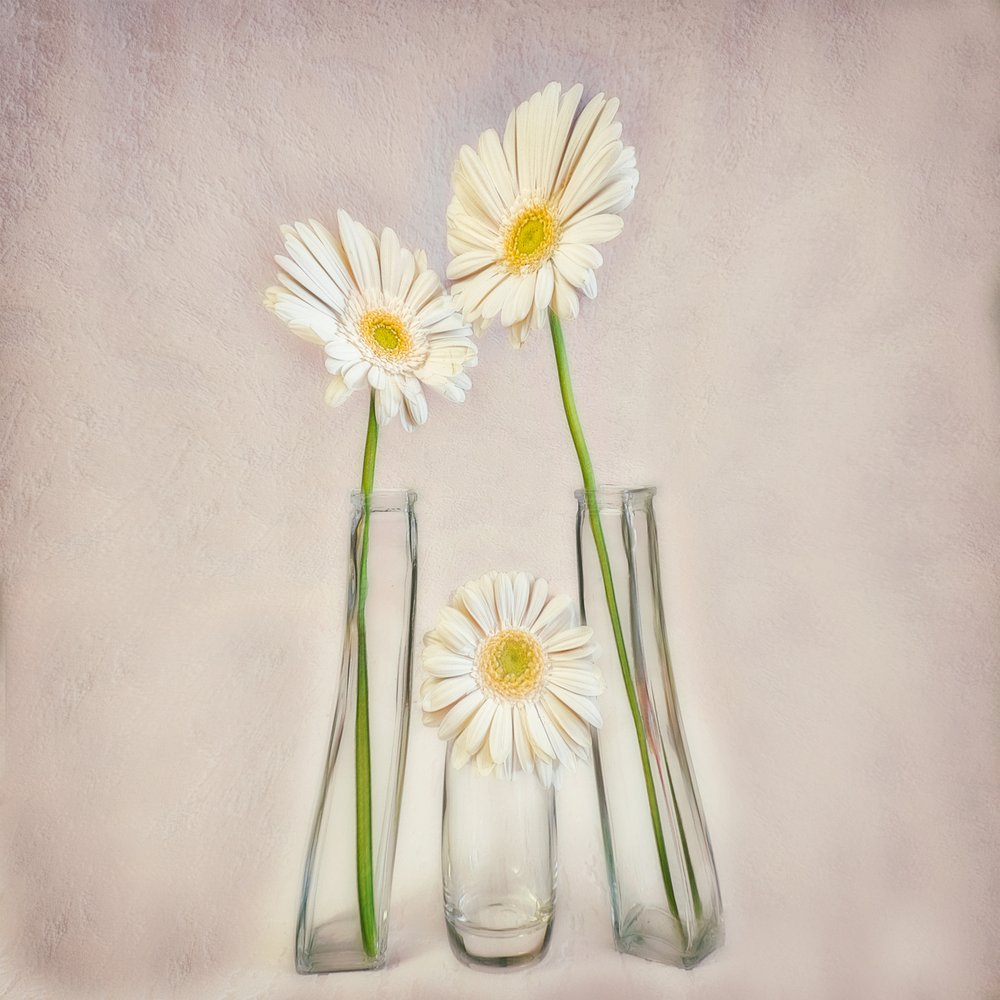 Elegant White Gerberas av Marie-anne Stas
