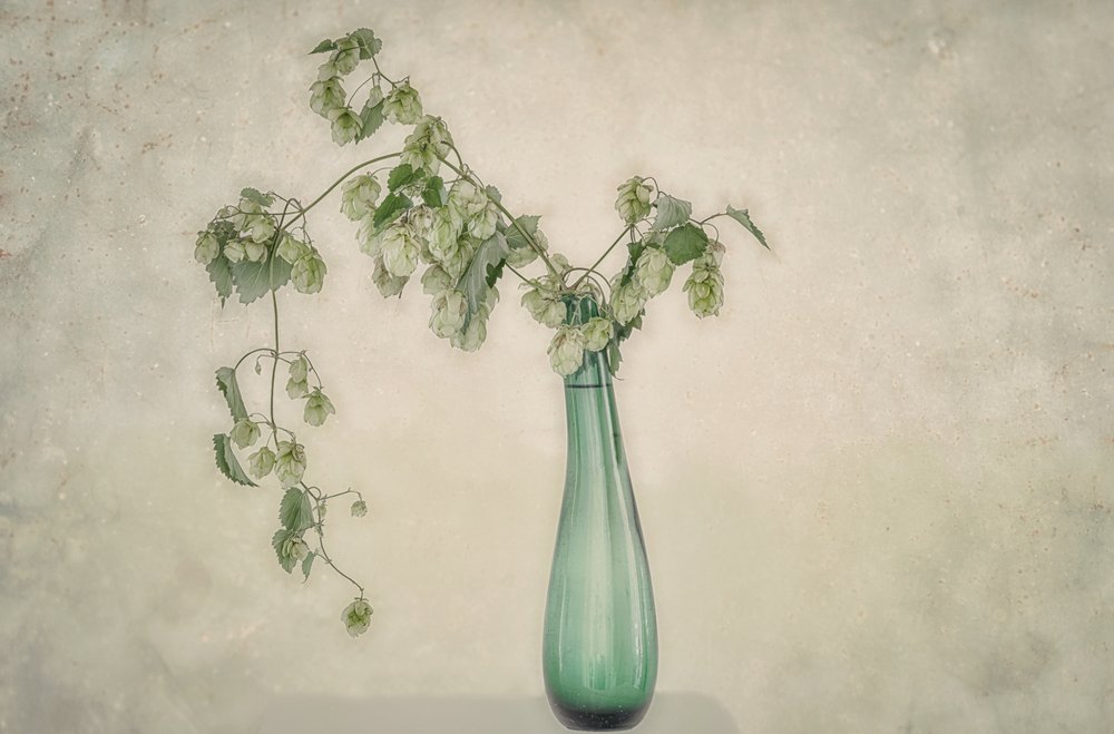 Stilleben med gröna humleblommor av Marie-anne Stas