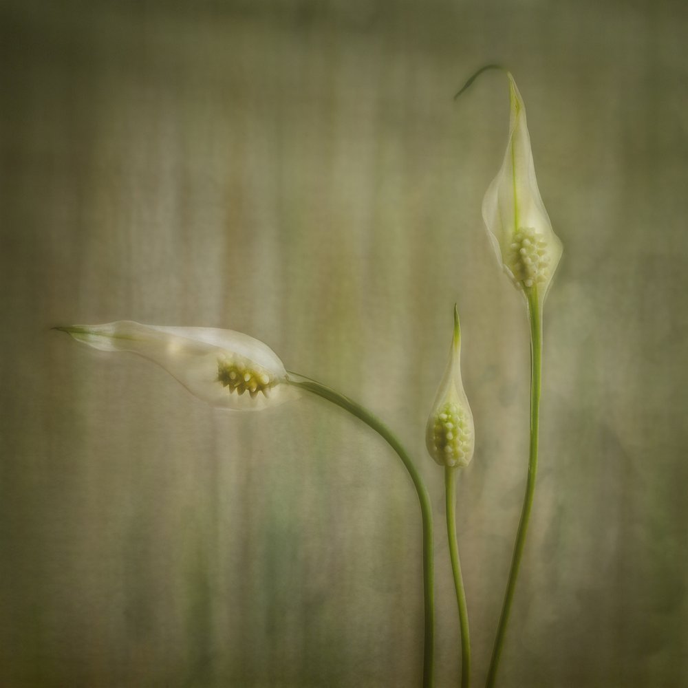 Fridfulla liljeblommor av Marie-anne Stas