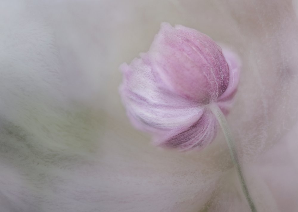 Mjukrosa blomma av Marie-anne Stas