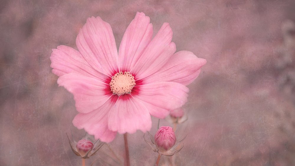 Mjukt rosa kosmos av Marie-anne Stas