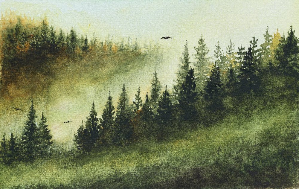 Dimmig vintergrön skog av Marina Kozyr