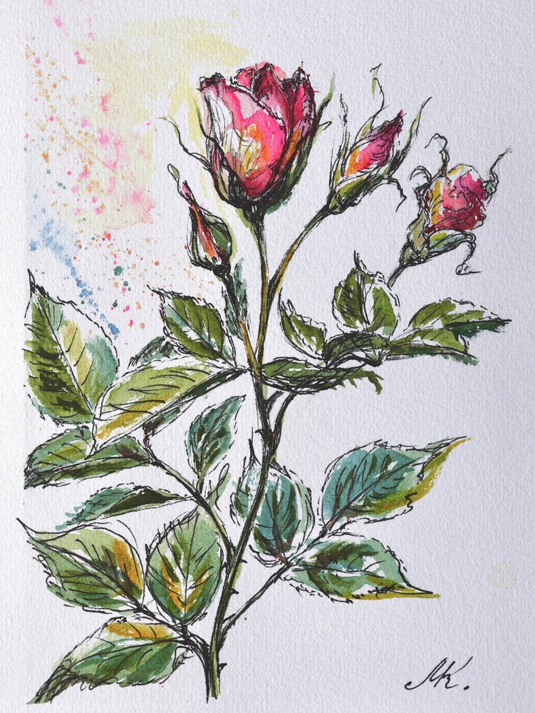 Rosa rosenknoppar - Botanisk skiss i tusch och akvarell av Marina Kozyr