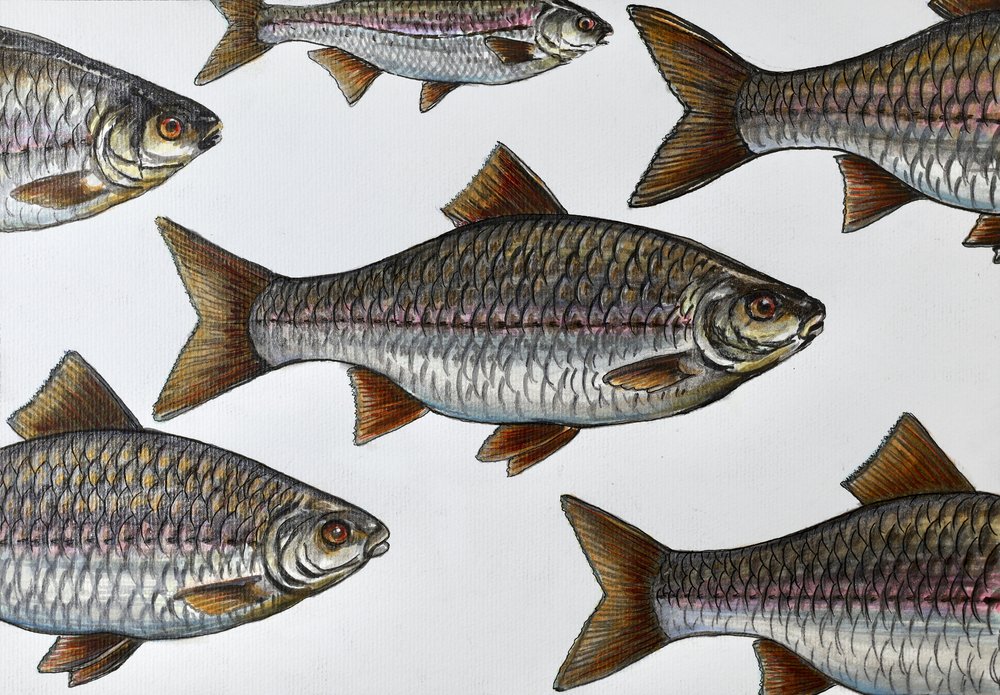 Illustration av en simmande fisk av Marina Kozyr