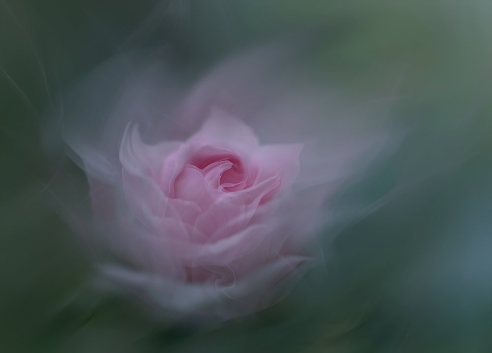 Drömmande rosa ros av Molly Fu APA