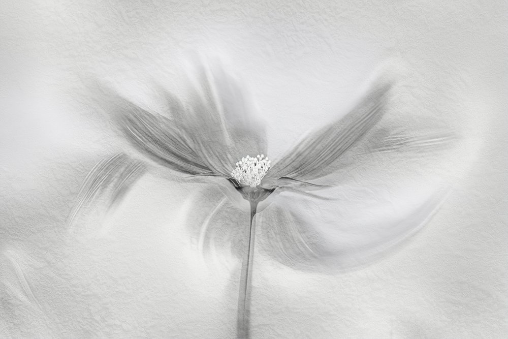 Ethereal Bloom Motion av Molly Fu APA