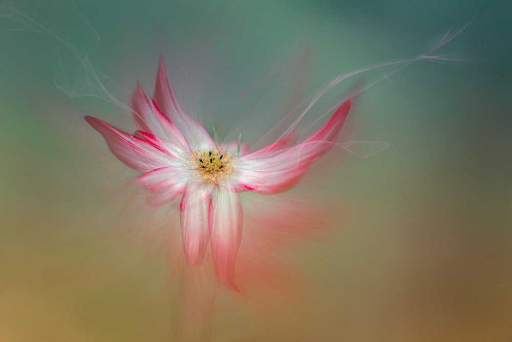 Eterisk rosa blomma av Molly Fu APA