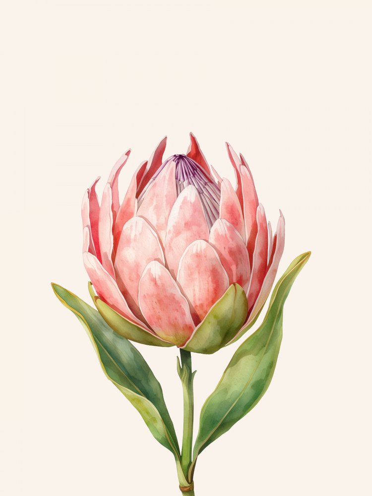 Pink Protea Bloom av Ohkimiko