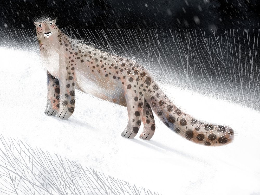 Snöleopardens vinternatt av Olga Skomorokhova