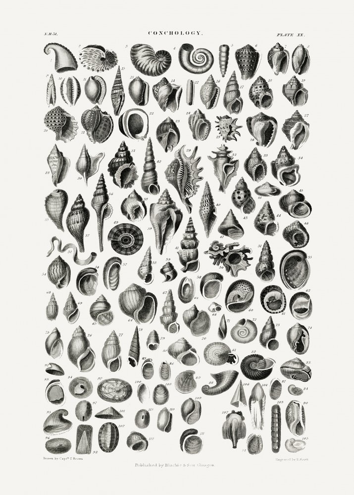 Sea Life III av Oliver Goldsmith