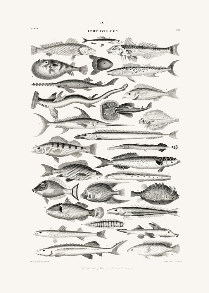 Sealife I av Oliver Goldsmith