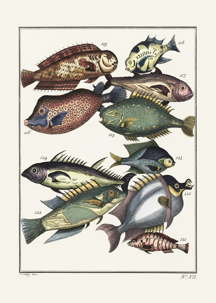 Exotiska fiskar (1767) av J. V. Schley av Pictufy