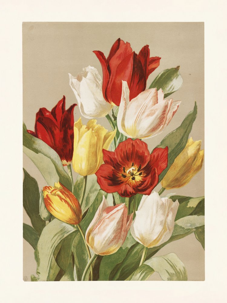 Tulpaner av Ellen Thayer Fisher av Pictufy
