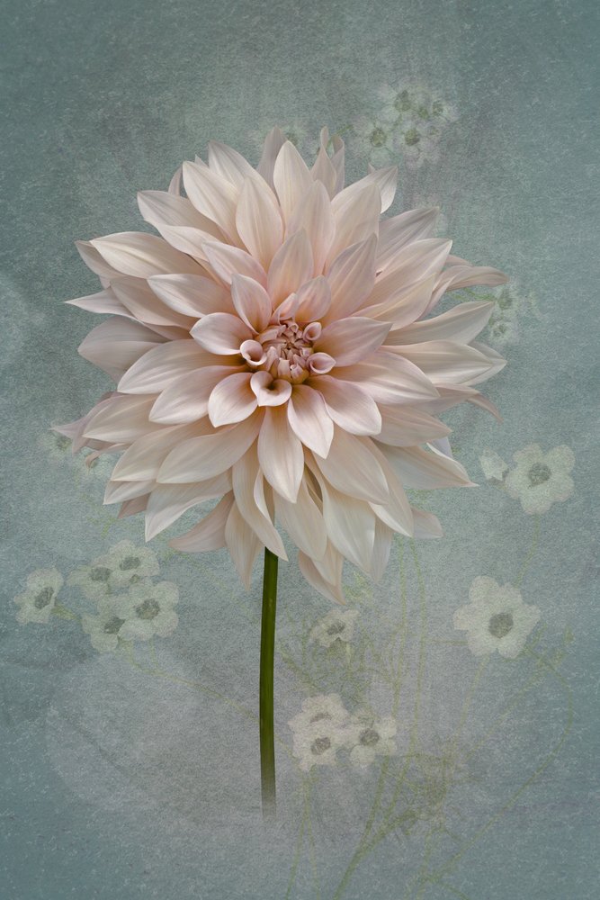 Blush Dahlia Bloom av Richard Urbanski