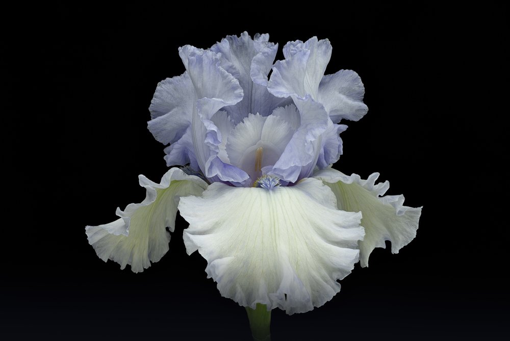 Elegant blå iris av Richard Urbanski