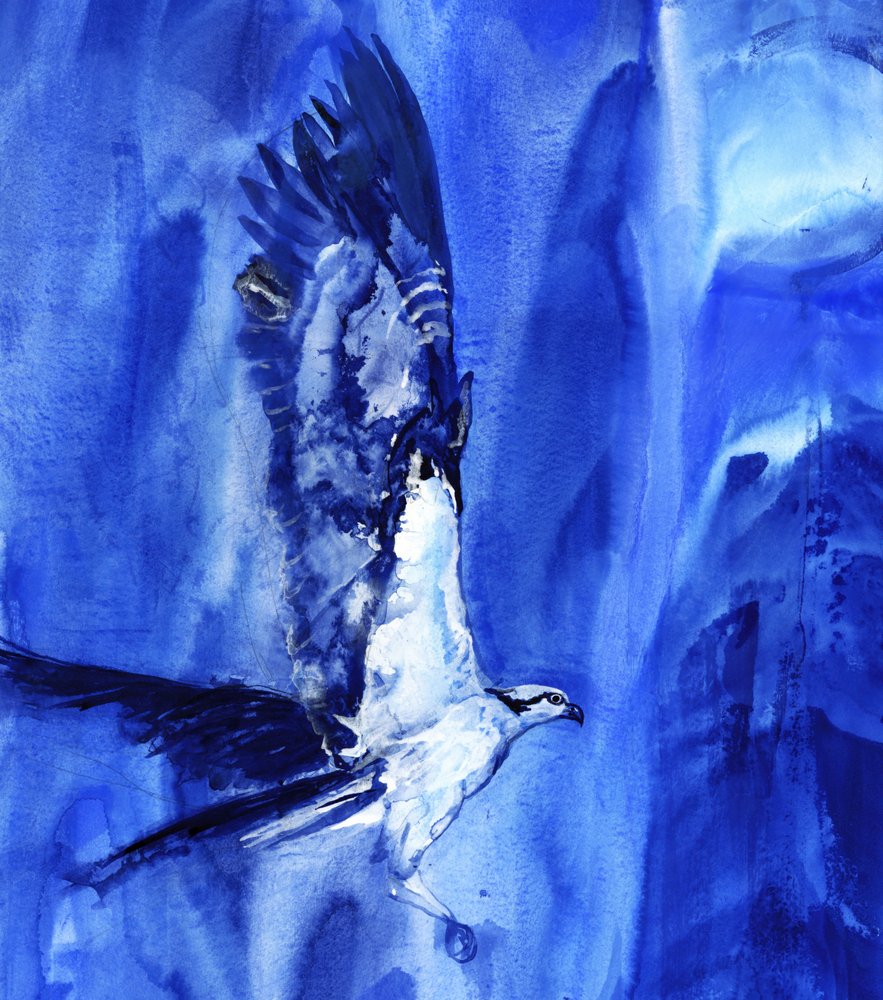 Flying Blue Osprey av RodMacIver