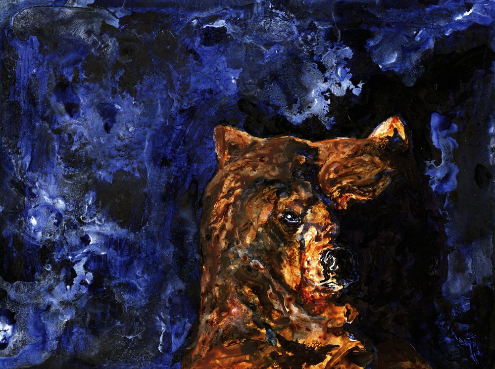 Grizzlyns intensiva blick av RodMacIver