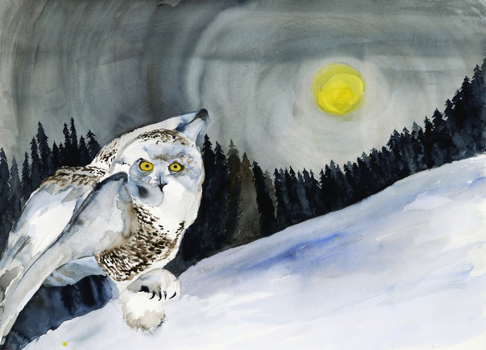 Snöuggla och vintermånen av RodMacIver