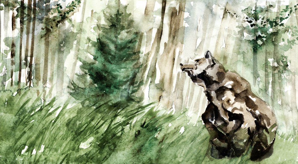 Vild skogsbjörn av RodMacIver
