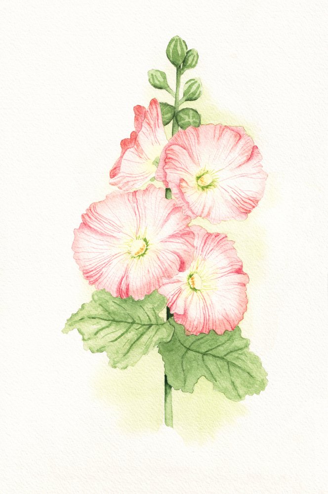 Rosa stockrosor i akvarell av Salome
